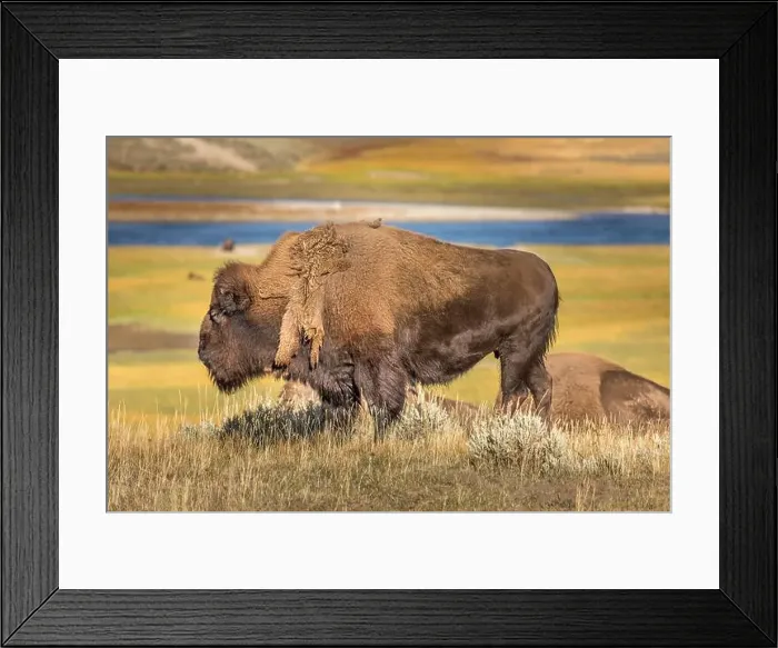 Framed Print : Grazing bison in the Yellowstone National Park, USA Framed Print : Grazing bison in the Yellowstone National Park, USA