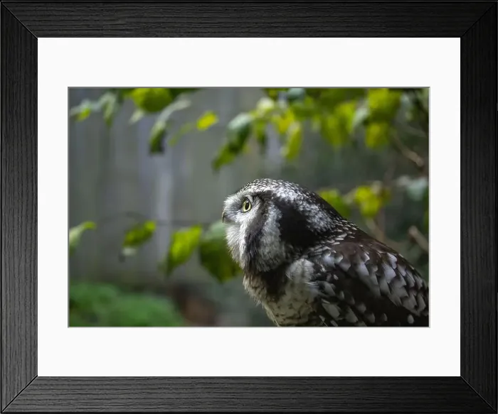 Framed Print : Northern hawk-owl (Surnia ulula). Wild life animal. looking for pray Framed Print : Northern hawk-owl (Surnia ulula). Wild life animal. looking for pray
