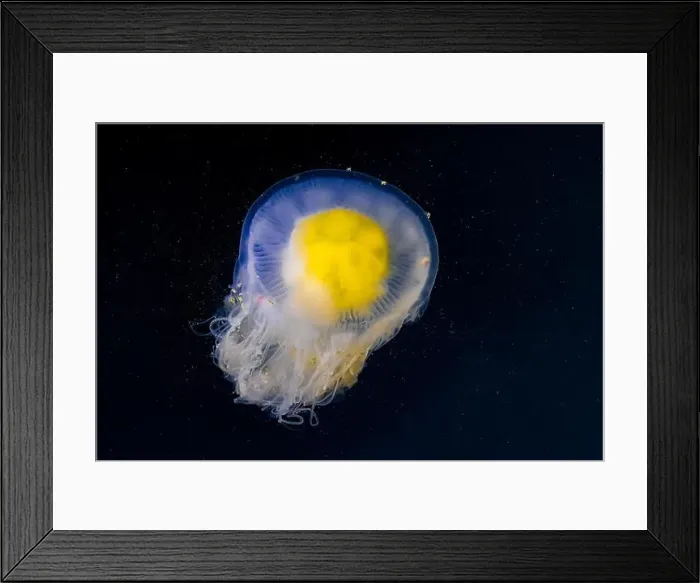 Framed Print : Fried Egg Jelly, Phacellophora camtschatica, in the Bremerton Marina, Bremerton, Washington State, USA Framed Print : Fried Egg Jelly, Phacellophora camtschatica, in the Bremerton Marina, Bremerton, Washington State, USA