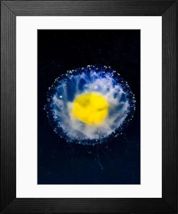 Framed Print : Fried Egg Jelly, Phacellophora camtschatica, in the Bremerton Marina, Bremerton, Washington State, USA Framed Print : Fried Egg Jelly, Phacellophora camtschatica, in the Bremerton Marina, Bremerton, Washington State, USA