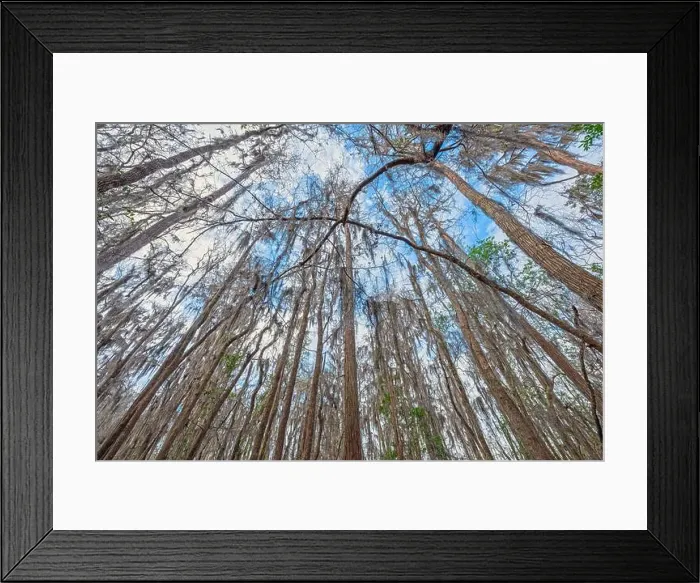 Framed Print : In the Midst of a Cypress Marsh in the Okefenokee National Wildlife Refuge in Geogia Framed Print : In the Midst of a Cypress Marsh in the Okefenokee National Wildlife Refuge in Geogia