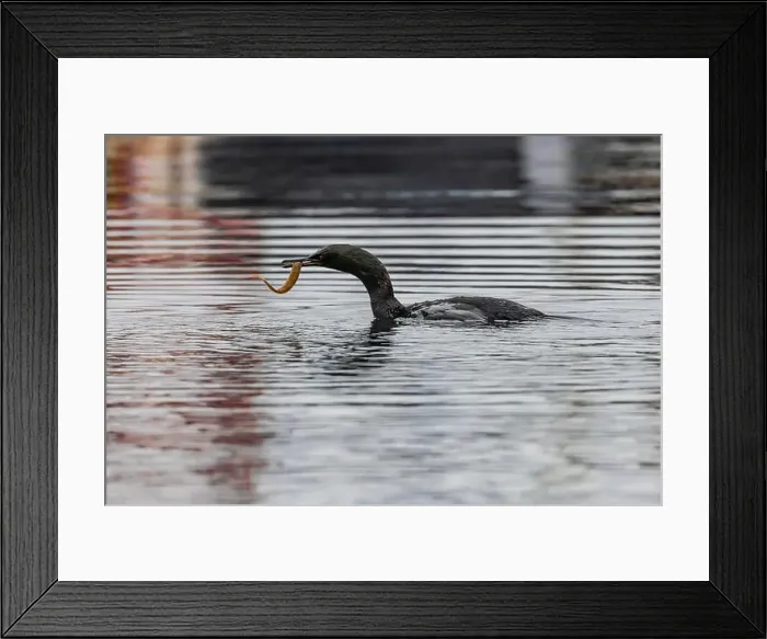 Framed Print : Pelagic Cormorant with Saddleback Gunnel in bill, Bremerton Marina, Bremerton, Washington State, USA Framed Print : Pelagic Cormorant with Saddleback Gunnel in bill, Bremerton Marina, Bremerton, Washington State, USA