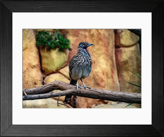 Framed Print : The greater roadrunner (Geococcyx californianus) is a long-legged bird in the cuckoo family Framed Print : The greater roadrunner (Geococcyx californianus) is a long-legged bird in the cuckoo family