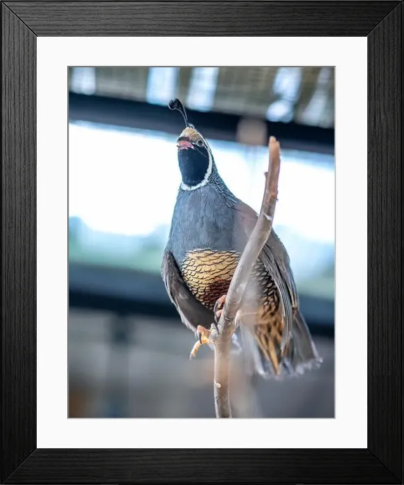 Framed Print : California Quail (Callipepla californica). William L. Finley National Wildlife Refuge, Oregon