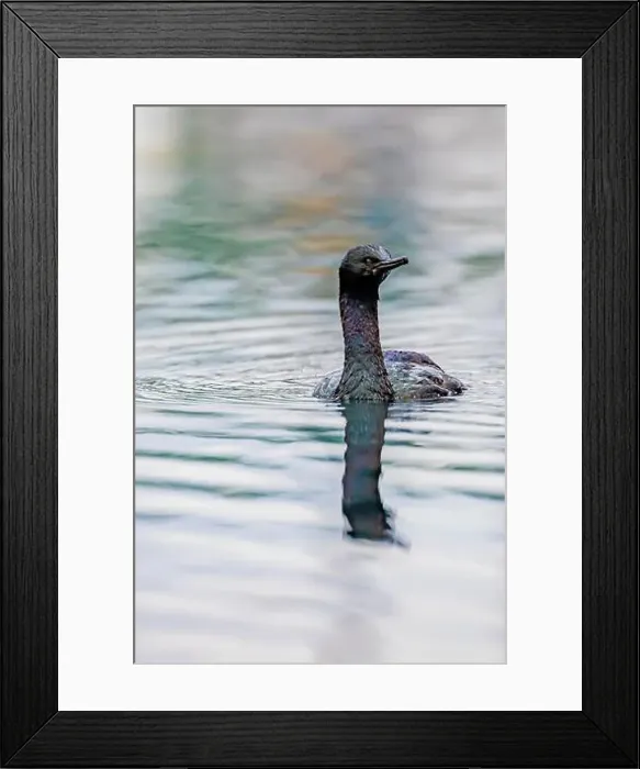 Framed Print : Pelagic Cormorant, Urile pelagicus, fishing in the Bremerton Marina, Bremerton, Washington State, USA Framed Print : Pelagic Cormorant, Urile pelagicus, fishing in the Bremerton Marina, Bremerton, Washington State, USA