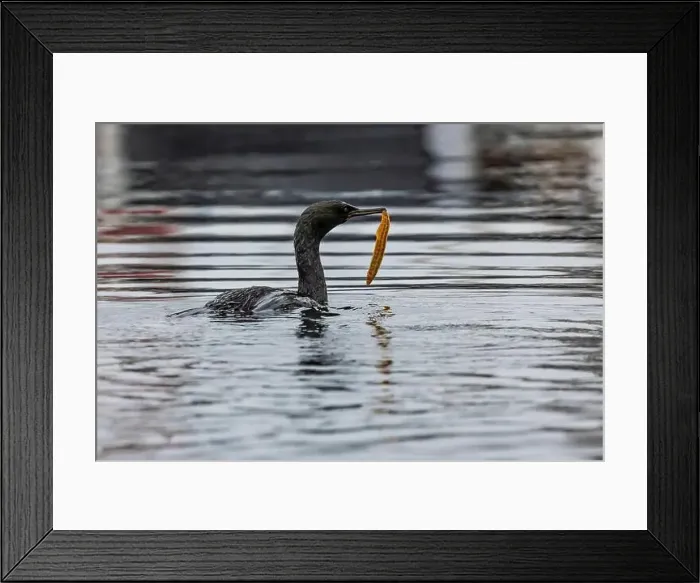 Framed Print : Pelagic Cormorant with Saddleback Gunnel in bill, Bremerton Marina, Bremerton, Washington State, USA Framed Print : Pelagic Cormorant with Saddleback Gunnel in bill, Bremerton Marina, Bremerton, Washington State, USA
