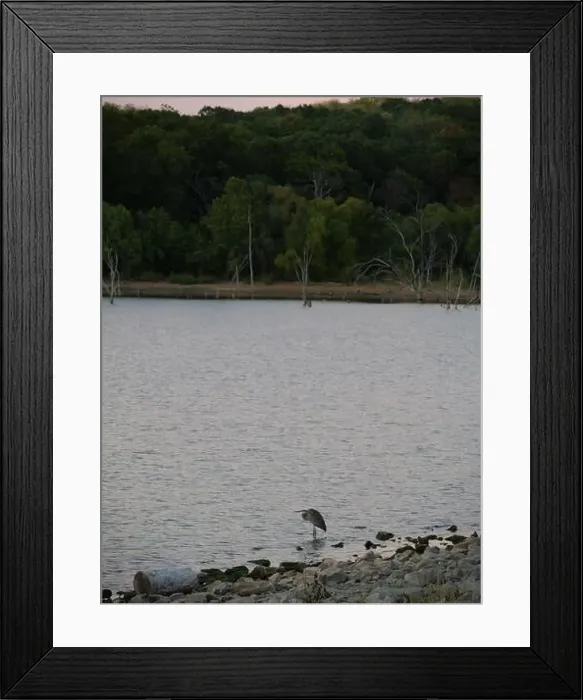 Framed Print : Great Blue Heron on the Rocky Shore of Hillsdale Lake in Miami County Kansas Framed Print : Great Blue Heron on the Rocky Shore of Hillsdale Lake in Miami County Kansas