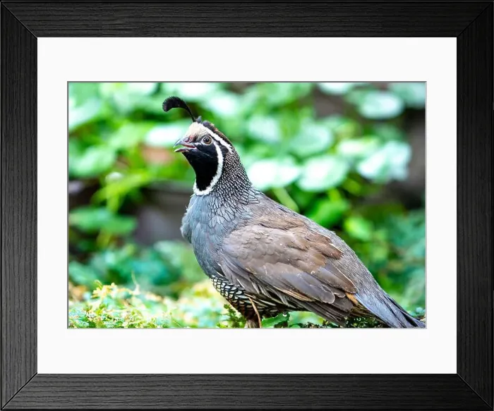 Framed Print : California Quail (Callipepla californica). William L. Finley National Wildlife Refuge, Oregon Framed Print : California Quail (Callipepla californica). William L. Finley National Wildlife Refuge, Oregon