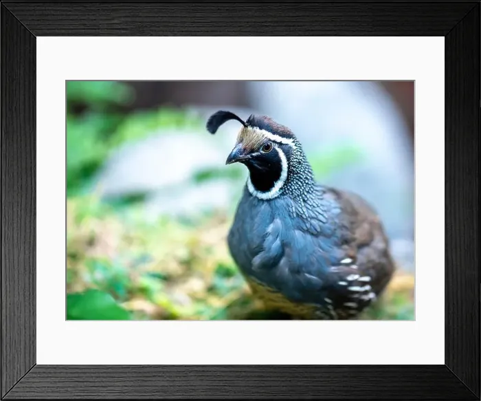 Framed Print : California Quail (Callipepla californica). William L. Finley National Wildlife Refuge, Oregon Framed Print : California Quail (Callipepla californica). William L. Finley National Wildlife Refuge, Oregon