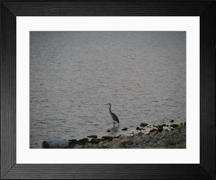 Framed Print : Great Blue Heron on the Rocky Shore of Hillsdale Lake in Miami County Kansas Framed Print : Great Blue Heron on the Rocky Shore of Hillsdale Lake in Miami County Kansas