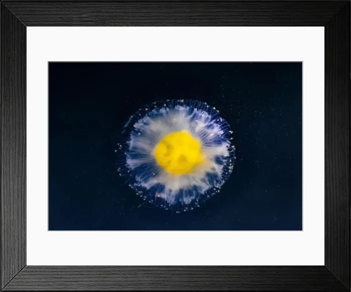 Framed Print : Fried Egg Jelly, Phacellophora camtschatica, in the Bremerton Marina, Bremerton, Washington State, USA Framed Print : Fried Egg Jelly, Phacellophora camtschatica, in the Bremerton Marina, Bremerton, Washington State, USA