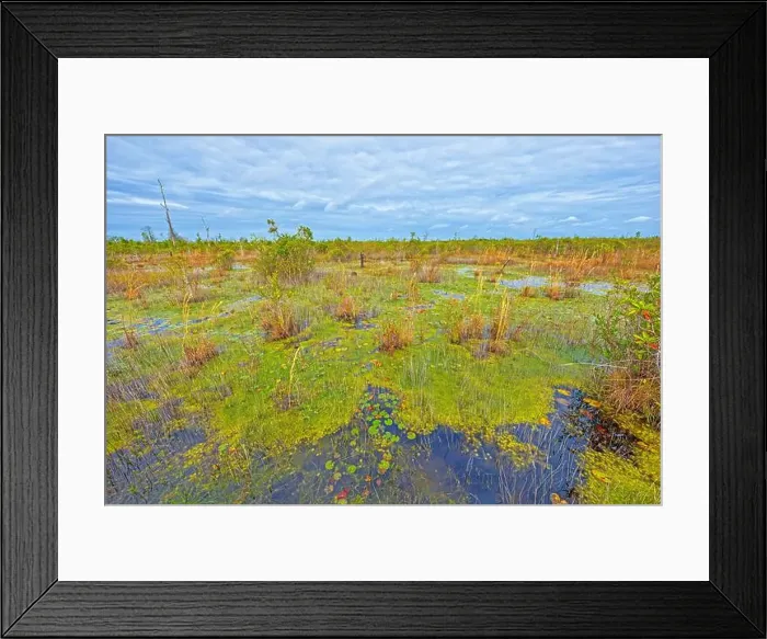 Framed Print : Open Marshland in the Deep South in the Okefenokee National Wildlife Refuge in Georgia Framed Print : Open Marshland in the Deep South in the Okefenokee National Wildlife Refuge in Georgia