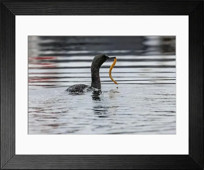 Framed Print : Pelagic Cormorant with Saddleback Gunnel in bill, Bremerton Marina, Bremerton, Washington State, USA Framed Print : Pelagic Cormorant with Saddleback Gunnel in bill, Bremerton Marina, Bremerton, Washington State, USA