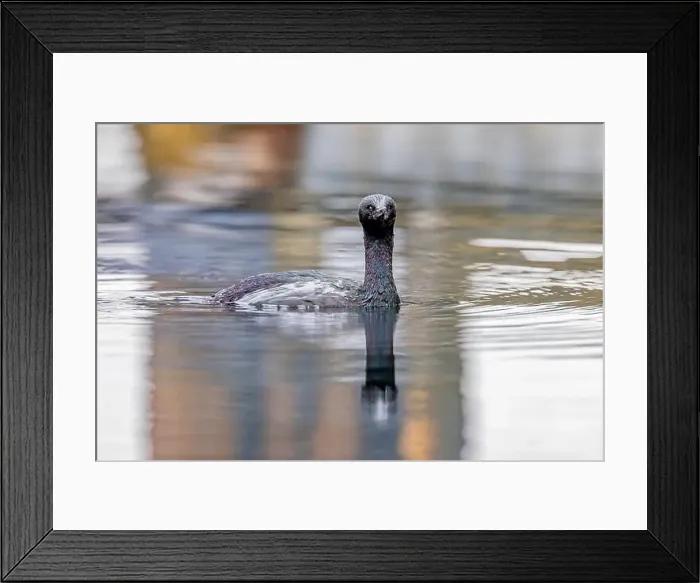 Framed Print : Pelagic Cormorant, Urile pelagicus, fishing in the Bremerton Marina, Bremerton, Washington State, USA Framed Print : Pelagic Cormorant, Urile pelagicus, fishing in the Bremerton Marina, Bremerton, Washington State, USA
