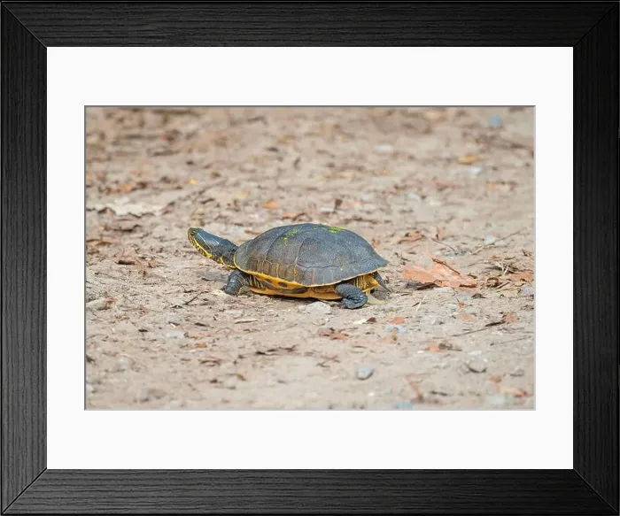 Framed Print : Eastern Chicken Turtle on a Coastal Trail in the Ernest F.Hollings ACE Basin National Wildlife Refuge in South Carolina Framed Print : Eastern Chicken Turtle on a Coastal Trail in the Ernest F.Hollings ACE Basin National Wildlife Refuge in South Carolina