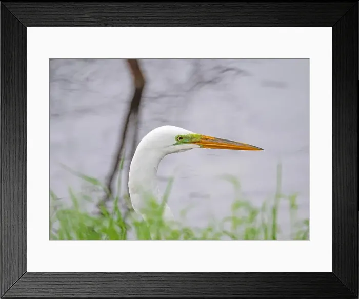 Framed Print : Close up of a Great Egret Head in Brazos Bend State Park in Texas Framed Print : Close up of a Great Egret Head in Brazos Bend State Park in Texas