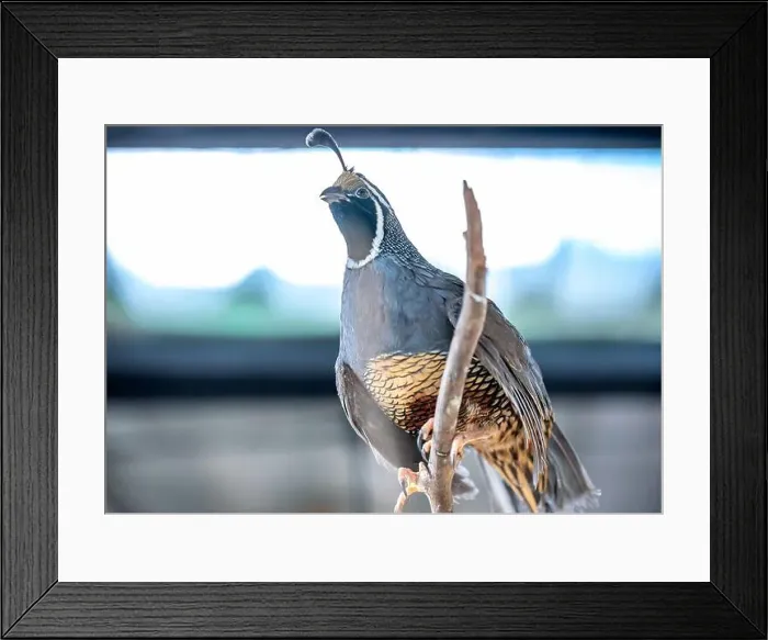 Framed Print : California Quail (Callipepla californica). William L. Finley National Wildlife Refuge, Oregon Framed Print : California Quail (Callipepla californica). William L. Finley National Wildlife Refuge, Oregon