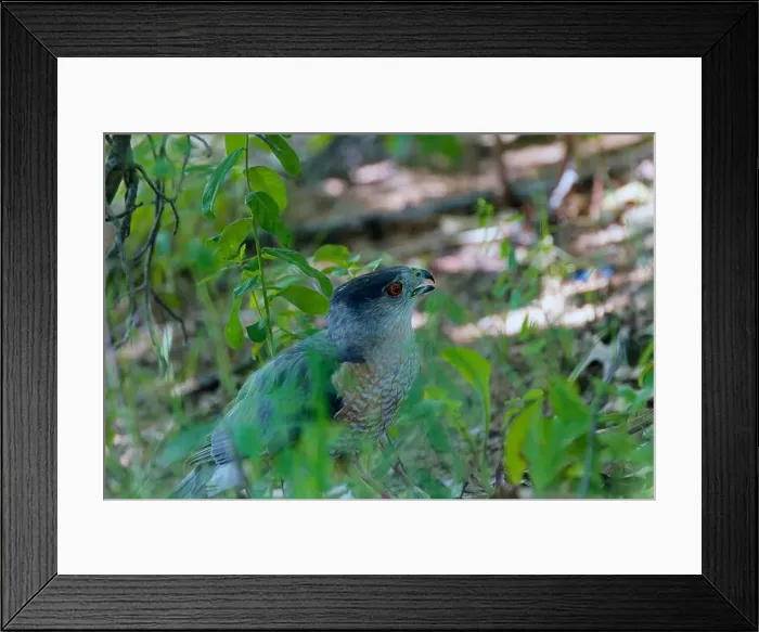 Framed Print : Cooper's hawk (Accipiter cooperii), also known as the Cooper hawk is American native animal Framed Print : Cooper's hawk (Accipiter cooperii), also known as the Cooper hawk is American native animal