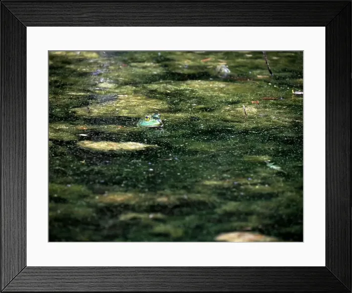 Framed Print : A frog in a pond looks like a painting in Ohio, Usa Framed Print : A frog in a pond looks like a painting in Ohio, Usa