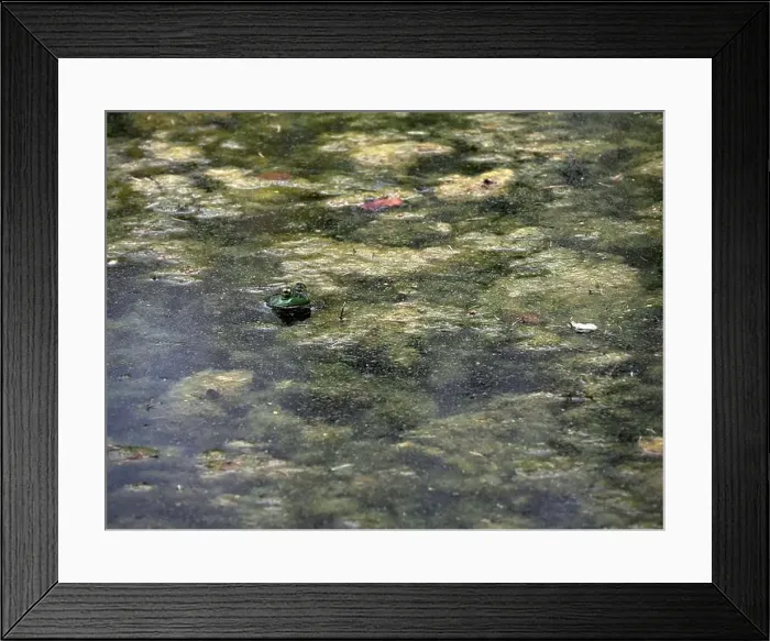 Framed Print : A frog in a pond looks like a painting in Ohio, Usa Framed Print : A frog in a pond looks like a painting in Ohio, Usa