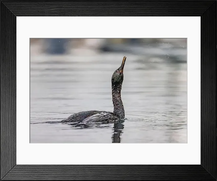 Framed Print : Pelagic Cormorant, Urile pelagicus Framed Print : Pelagic Cormorant, Urile pelagicus