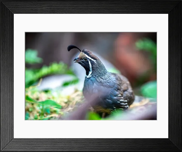 Framed Print : California Quail (Callipepla californica). William L. Finley National Wildlife Refuge, Oregon Framed Print : California Quail (Callipepla californica). William L. Finley National Wildlife Refuge, Oregon