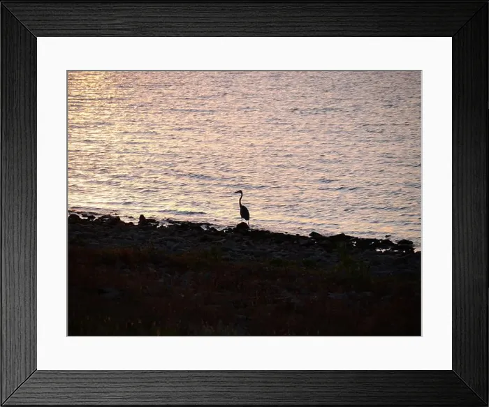 Framed Print : Great Blue Heron on the Rocky Shore of Hillsdale Lake in Miami County Kansas Framed Print : Great Blue Heron on the Rocky Shore of Hillsdale Lake in Miami County Kansas