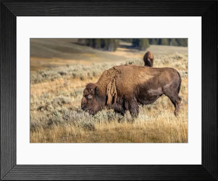 Framed Print : Grazing bison in the Yellowstone National Park, USA Framed Print : Grazing bison in the Yellowstone National Park, USA