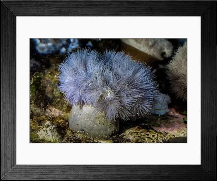 Framed Print : Short Plumose Amemone, Metridium dianthus, in the Bremerton Marina, Bremerton, Washington State, USA