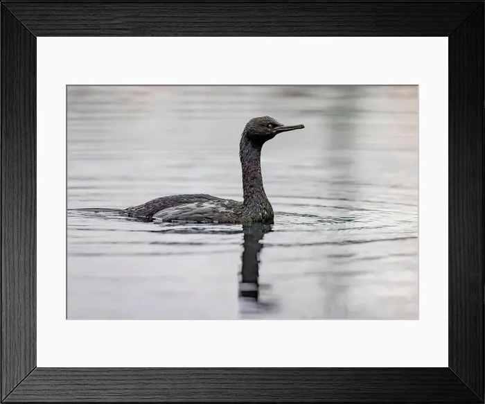 Framed Print : Pelagic Cormorant, Urile pelagicus, fishing in the Bremerton Marina, Bremerton, Washington State, USA Framed Print : Pelagic Cormorant, Urile pelagicus, fishing in the Bremerton Marina, Bremerton, Washington State, USA