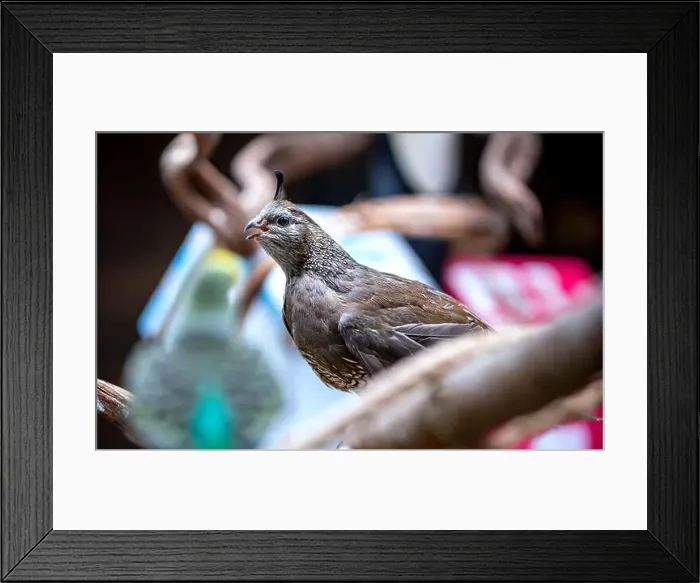 Framed Print : California Quail (Callipepla californica). William L. Finley National Wildlife Refuge, Oregon