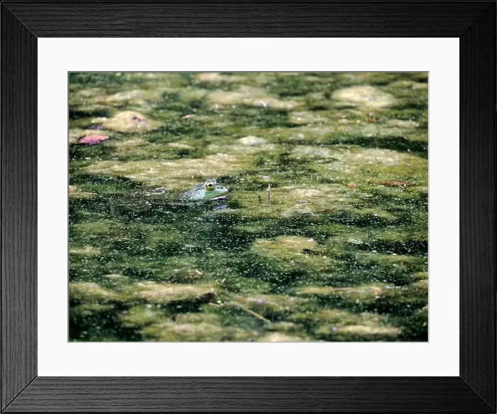 Framed Print : A frog in a pond looks like a painting in Ohio, Usa Framed Print : A frog in a pond looks like a painting in Ohio, Usa