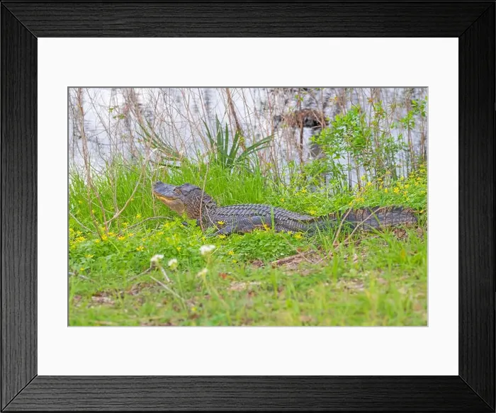 Framed Print : Alligator Hiding in Grasses on Shore in Brazos Bend State Park in Texas Framed Print : Alligator Hiding in Grasses on Shore in Brazos Bend State Park in Texas