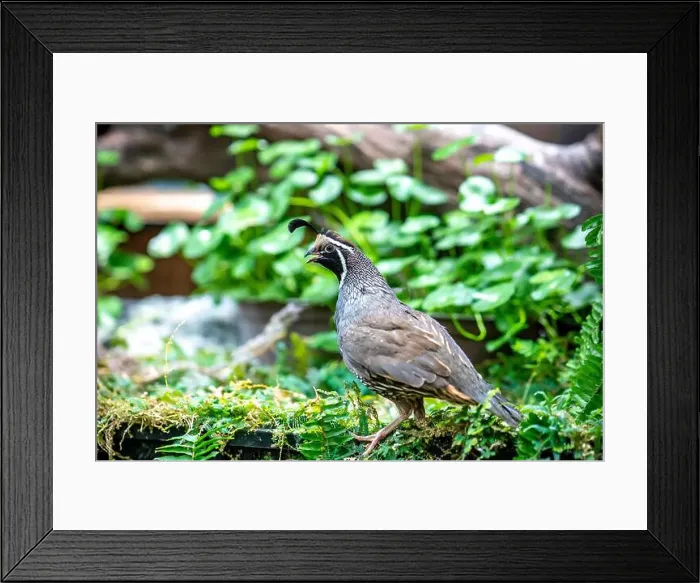 Framed Print : California Quail (Callipepla californica). William L. Finley National Wildlife Refuge, Oregon Framed Print : California Quail (Callipepla californica). William L. Finley National Wildlife Refuge, Oregon