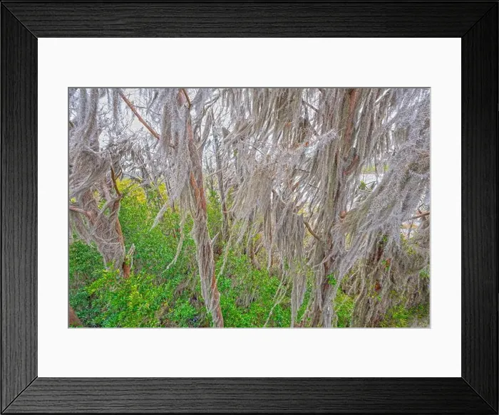 Framed Print : Spanish Moss High in Dormant Trees in the Okefenokee National Wildlife Refuge in Georgia Framed Print : Spanish Moss High in Dormant Trees in the Okefenokee National Wildlife Refuge in Georgia