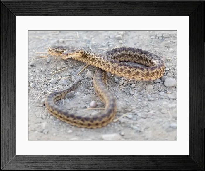 Framed Print : Pacific Gopher Snake Adult in Defensive Posture. Palo Alto Baylands, Santa Clara County, California, USA