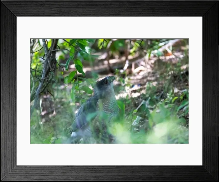 Framed Print : Cooper's hawk (Accipiter cooperii), also known as the Cooper hawk is American native animal Framed Print : Cooper's hawk (Accipiter cooperii), also known as the Cooper hawk is American native animal