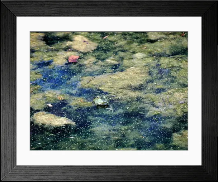 Framed Print : A frog in a pond looks like a painting in Ohio, Usa Framed Print : A frog in a pond looks like a painting in Ohio, Usa