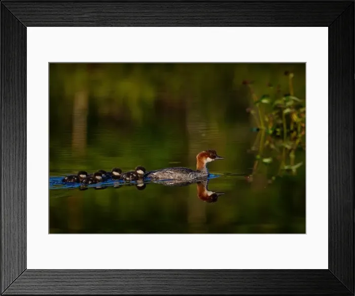 Framed Print : Smew, Mergus albellus, bird female with five ducklings in the water lake