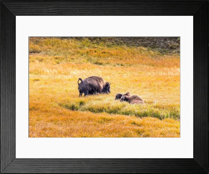 Framed Print : Grazing bisons in the Yellowstone National Park, USA Framed Print : Grazing bisons in the Yellowstone National Park, USA