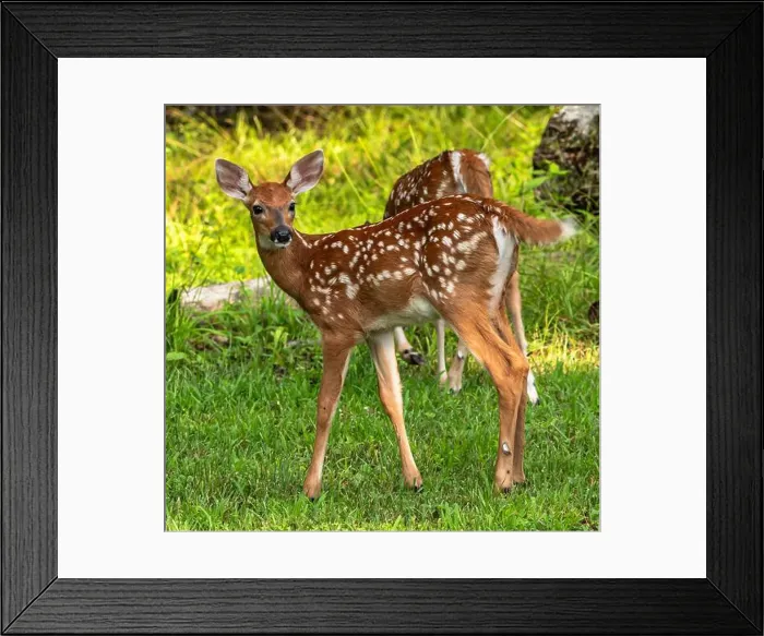 Framed Print : Two whitetail deer fawns in the wild in Warren County, Pennsylvania, USA on a sunny summer day Framed Print : Two whitetail deer fawns in the wild in Warren County, Pennsylvania, USA on a sunny summer day