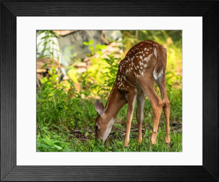 Framed Print : A whitetail deer fawn in the wild eating grass in Warren County, Pennsylvania, USA on a sunny summer day Framed Print : A whitetail deer fawn in the wild eating grass in Warren County, Pennsylvania, USA on a sunny summer day