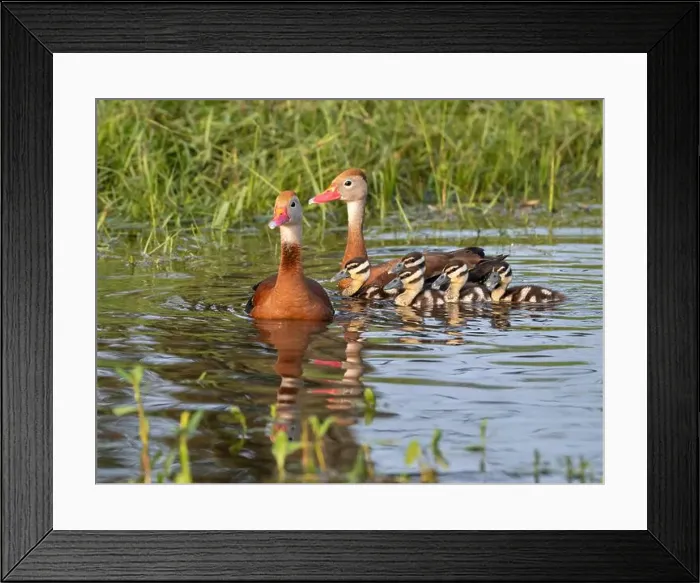 Framed Print : Black-bellied whistling ducks (Dendrocygna autumnalis) with ducklings