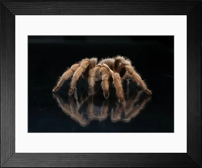 Framed Print : Close-up of tarantula spider (Theraphosidae) walking on black reflective background Framed Print : Close-up of tarantula spider (Theraphosidae) walking on black reflective background