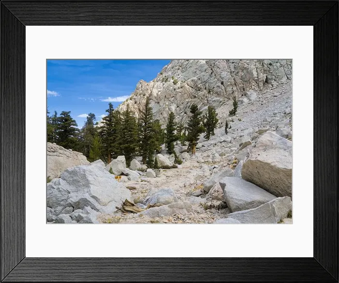 Framed Print : Pine trees along the hiking trail on Mt. Whitney