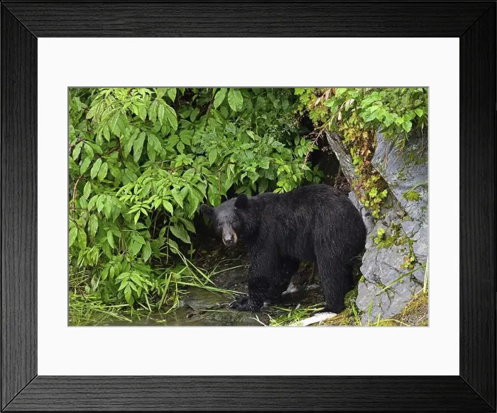 Framed Print : American Black Bear (Ursus americanus) at the edge of the forest, rainforest, Prince William Sound Framed Print : American Black Bear (Ursus americanus) at the edge of the forest, rainforest, Prince William Sound