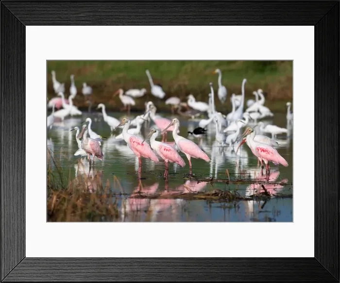 Framed Print : The mixed flock of white egrets, spoonbills and ibises fishing on the the East End of Galveston, Texas Framed Print : The mixed flock of white egrets, spoonbills and ibises fishing on the the East End of Galveston, Texas