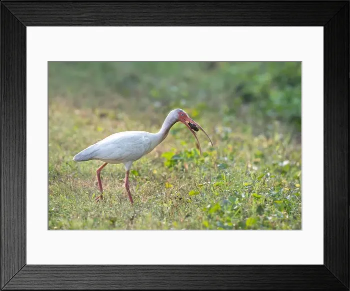 Framed Print : The American white ibis (Eudocimus albus) with caught crawfish at Brazos Bend State Park, Texas, USA Framed Print : The American white ibis (Eudocimus albus) with caught crawfish at Brazos Bend State Park, Texas, USA