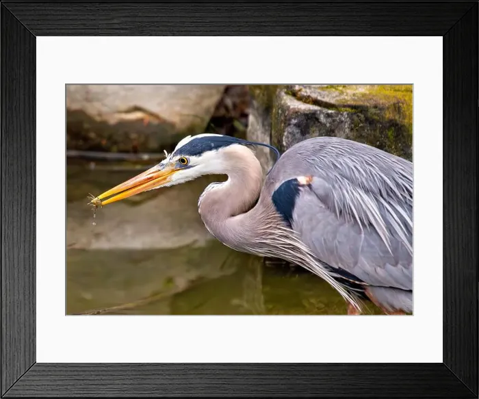 Framed Print : Great blue heron feeds on fish and amphibians. Spotted in Golden Gate Park, San Francisco, USA Framed Print : Great blue heron feeds on fish and amphibians. Spotted in Golden Gate Park, San Francisco, USA