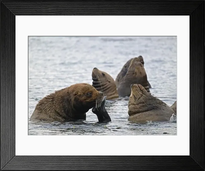 Framed Print : Several Steller sea lions (Eumetopias jubatus) swimming at rest in the water, Prince William Sound Framed Print : Several Steller sea lions (Eumetopias jubatus) swimming at rest in the water, Prince William Sound